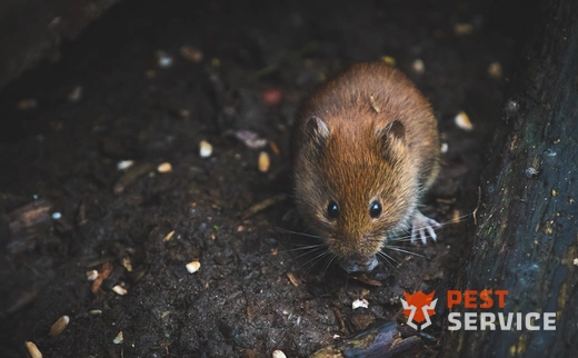 Дератизация в Дмитровграде